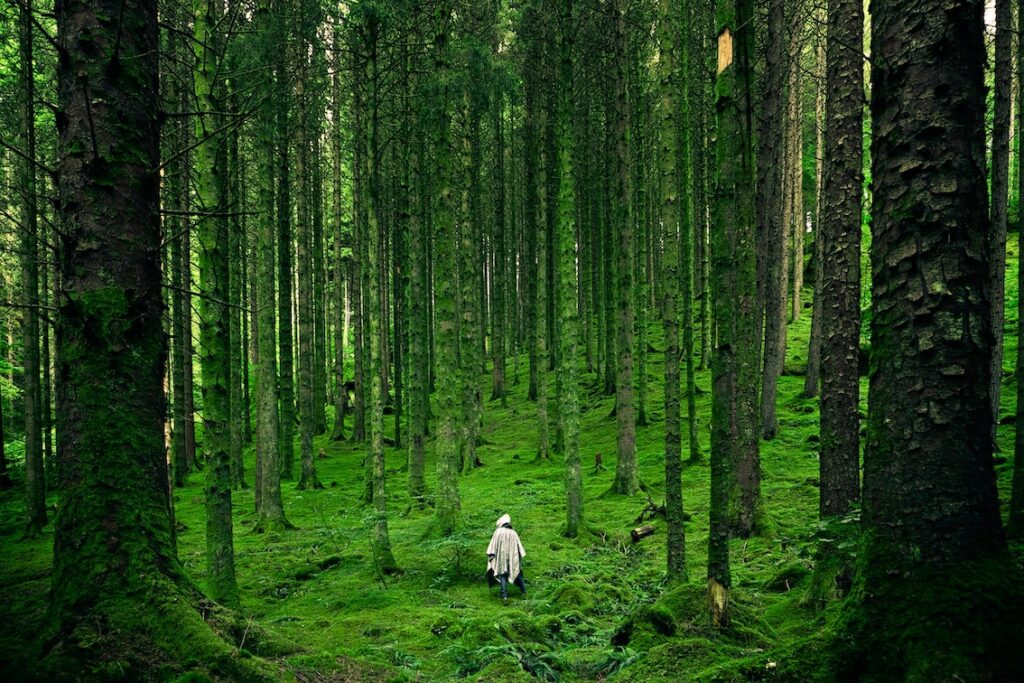 Una persona camina entre un vasto bosque, como si estuviera perdida.