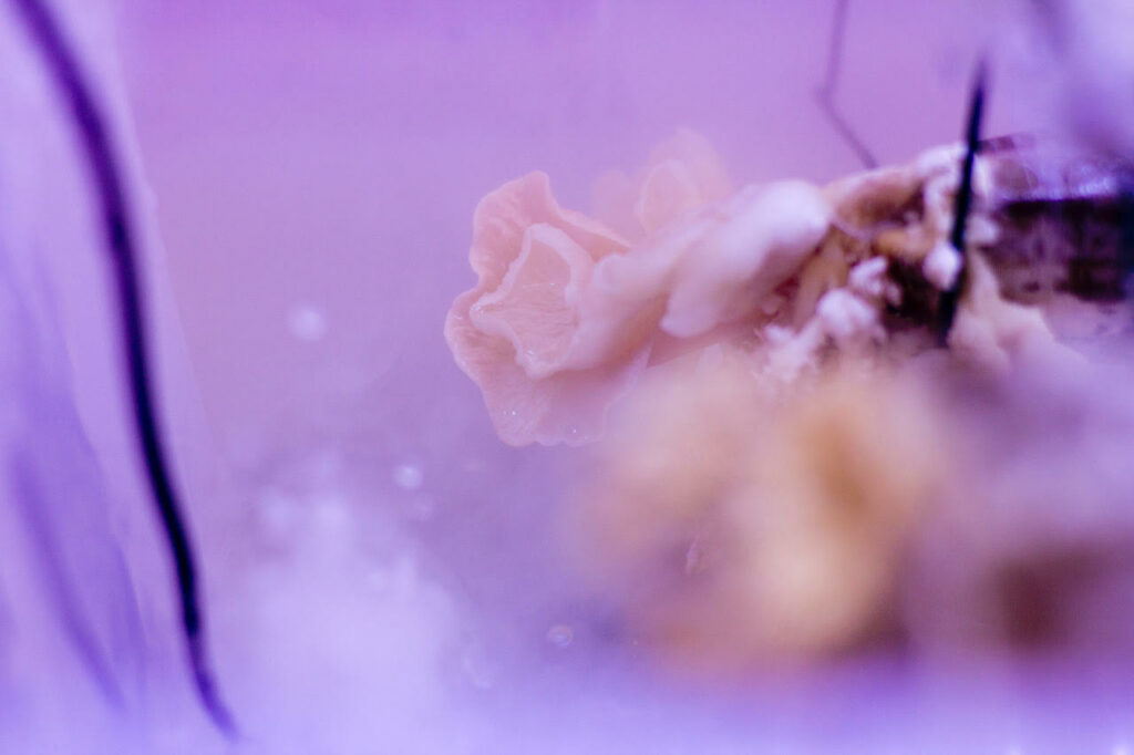 A fungus grows in purple light