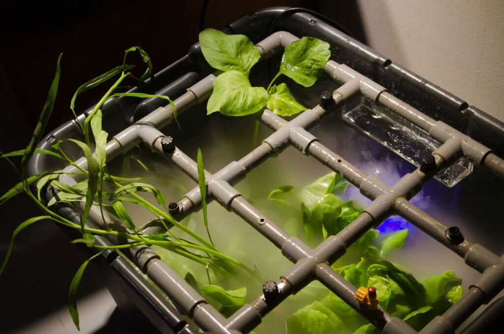 Plants thriving among a misty indoor irrigation grid
