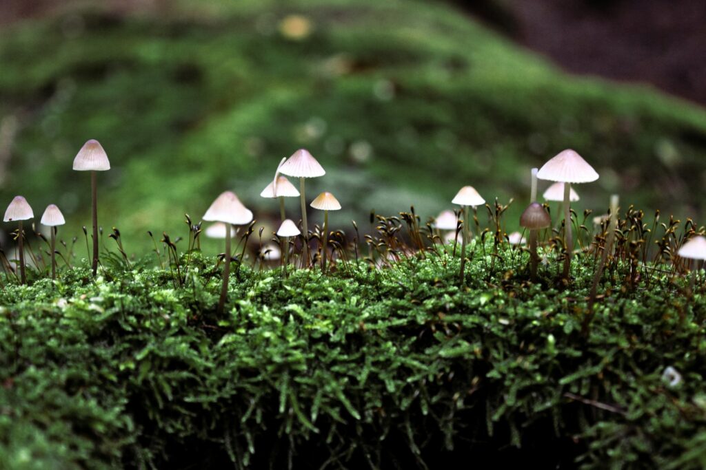 Mushrooms popping out of green moss