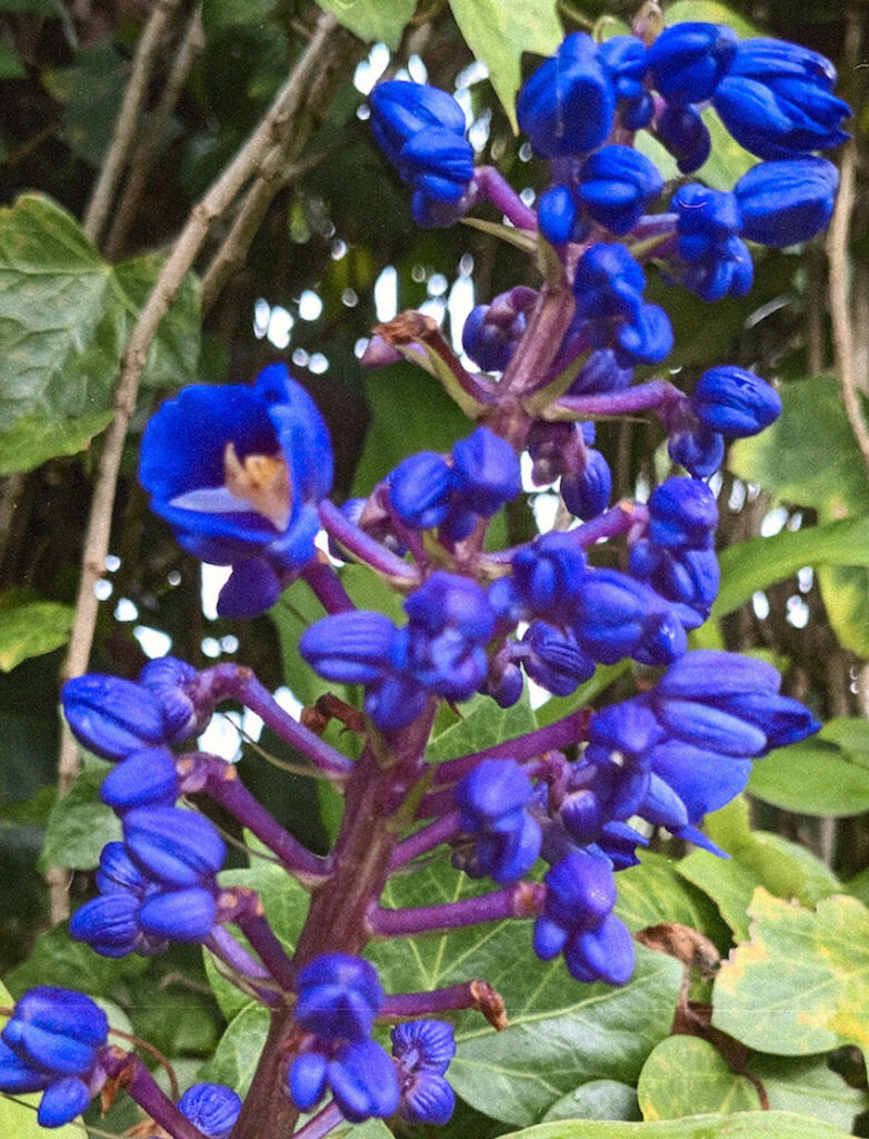 Blue Salvia by Kira Simon-Kennedy (CC BY-NC 4.0)