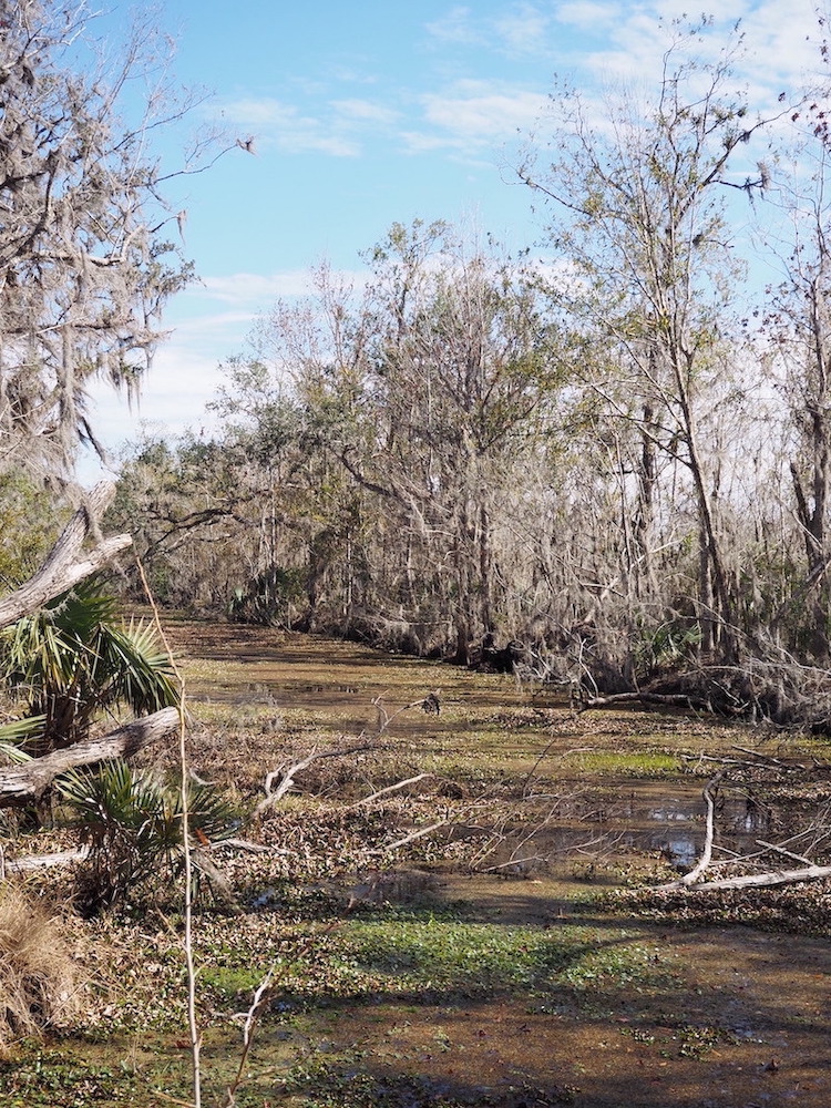 Storms & Wetlands 3 by Jen Liu (CC BY-NC 4.0)