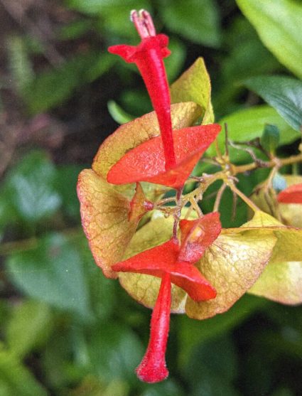 Red Pistil by Kira Simon-Kennedy (CC BY-NC 4.0)