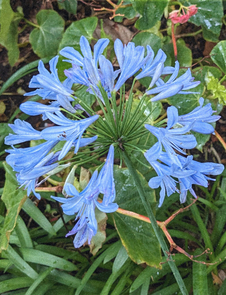 Agapanthus by Kira Simon-Kennedy (CC BY-NC 4.0)