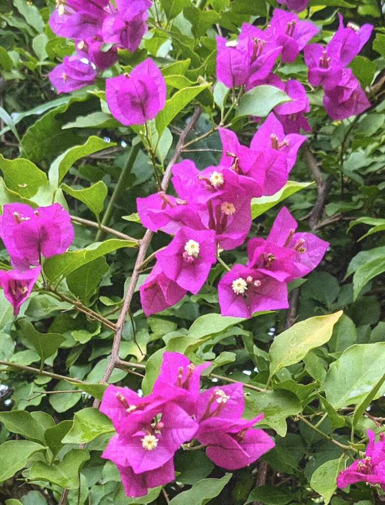 Bougainvillea by Kira Simon-Kennedy (CC BY-NC 4.0)