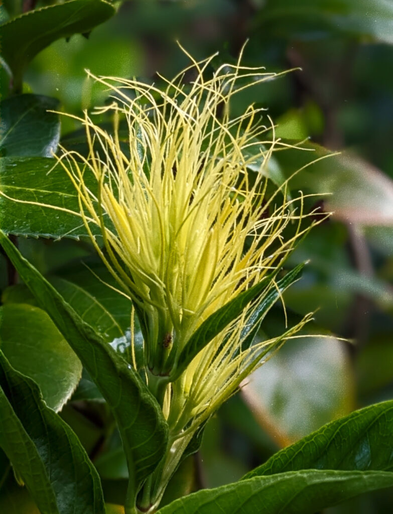 Yellow Powder Puff Calliandra by Kira Simon-Kennedy (CC BY-NC 4.0)