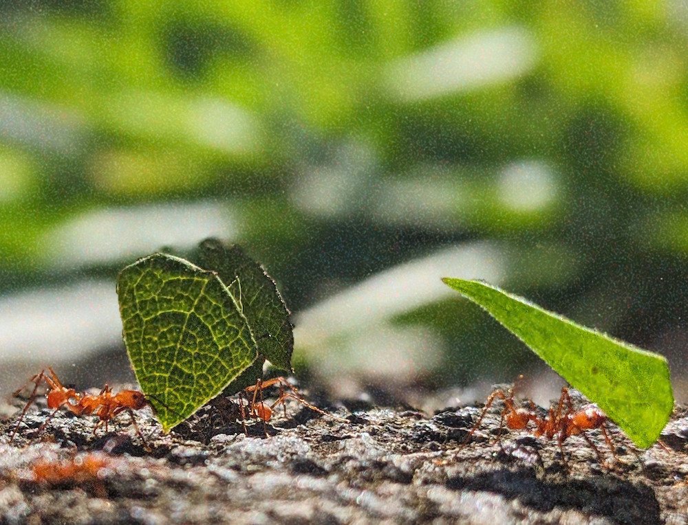 Leaf Cutter Ants by Kira Simon-Kennedy (CC BY-NC 4.0)