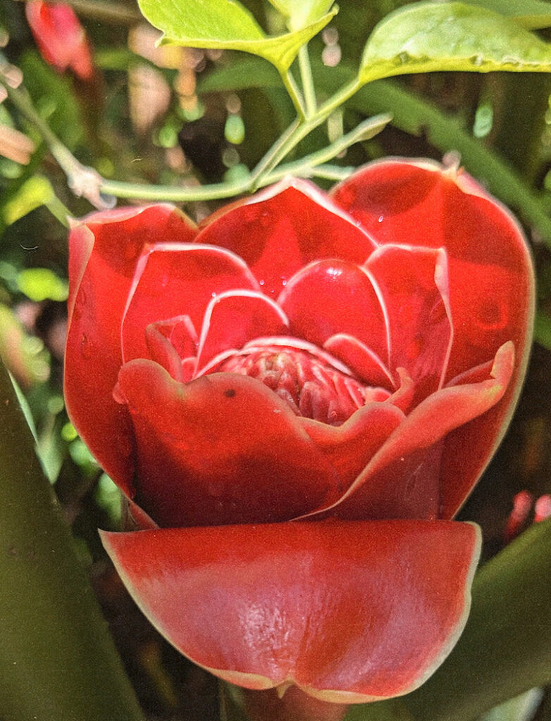 Torch Ginger Bud by Kira Simon-Kennedy (CC BY-NC 4.0)