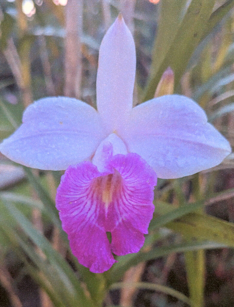 Guaria Morada Orchid by Kira Simon-Kennedy (CC BY-NC 4.0)
