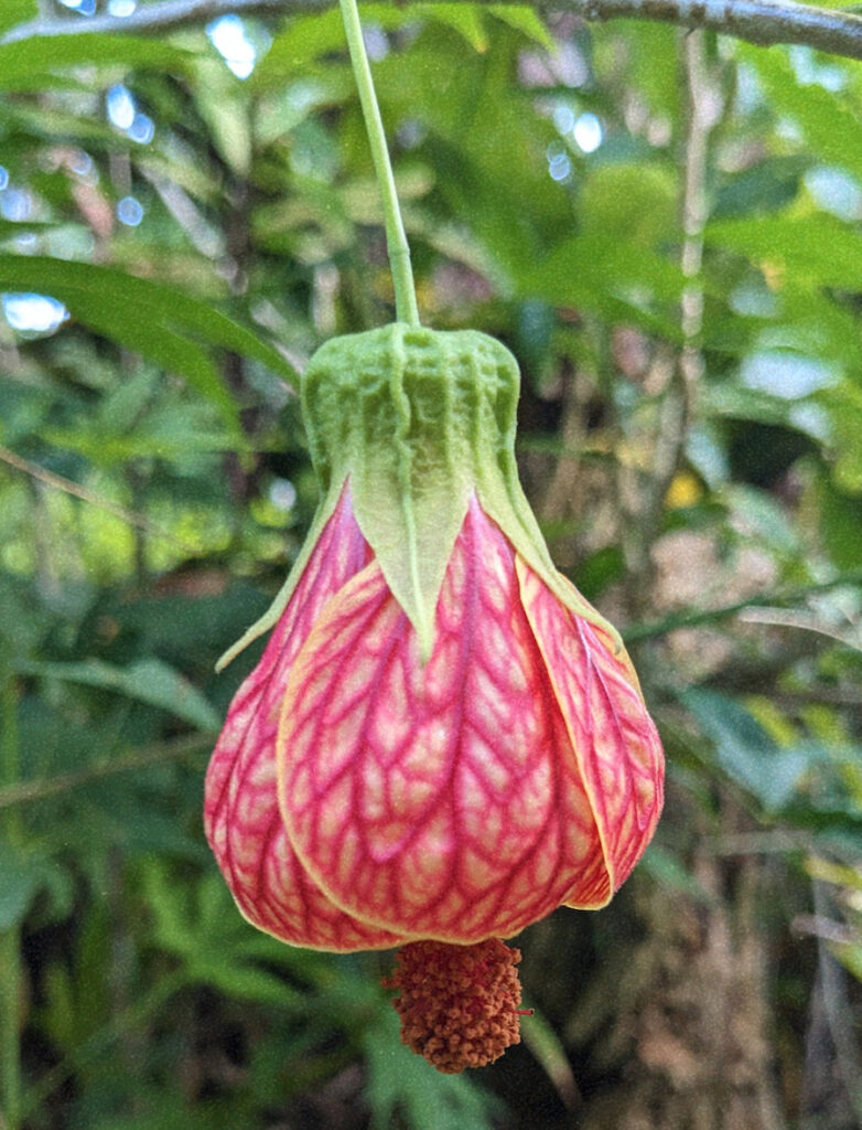 Lantern Flower by Kira Simon-Kennedy (CC BY-NC 4.0)