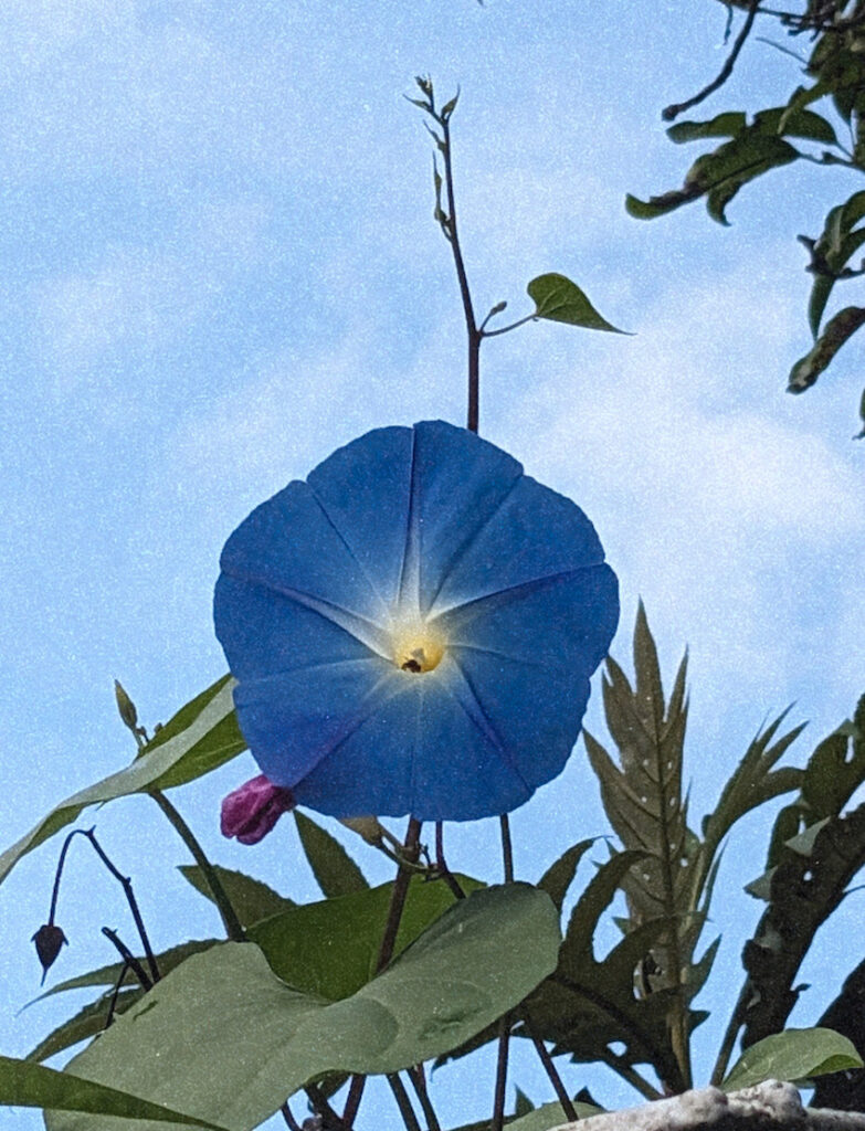 Morning Glory by Kira Simon-Kennedy (CC BY-NC 4.0)