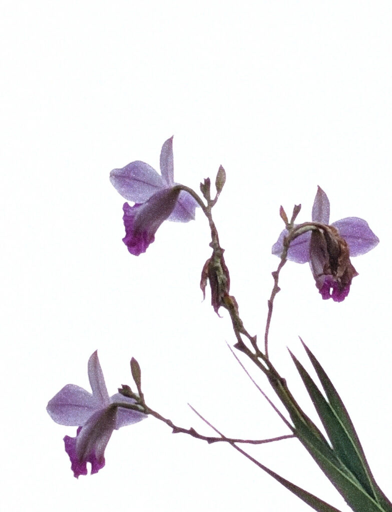 Guaria Morada by Kira Simon-Kennedy (CC BY-NC 4.0)