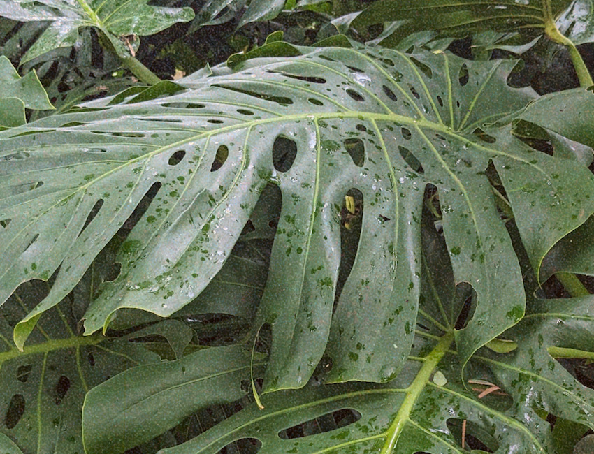 Monstera by Kira Simon-Kennedy (CC BY-NC 4.0)