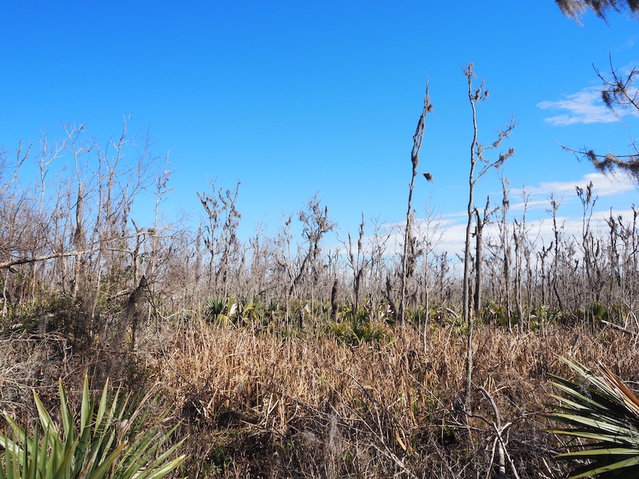 Storms & Wetlands 2 by Jen Liu (CC BY-NC 4.0)