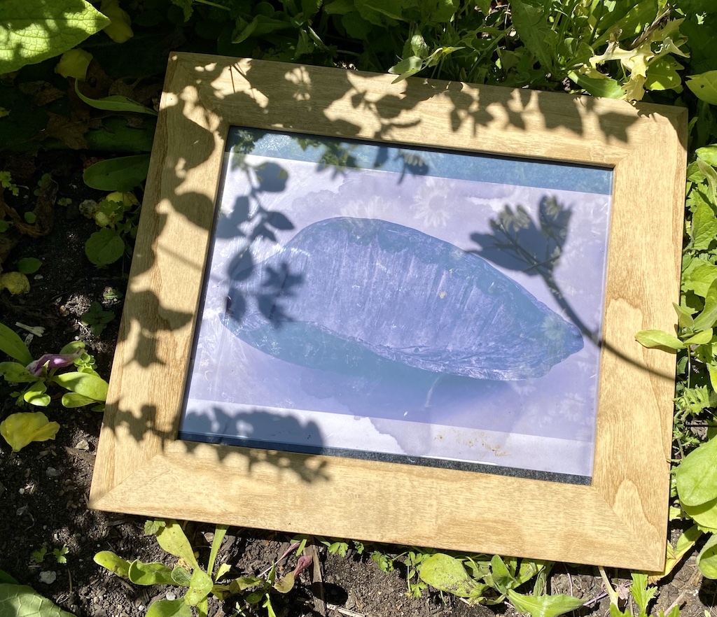 Solar printing process of anthotypes