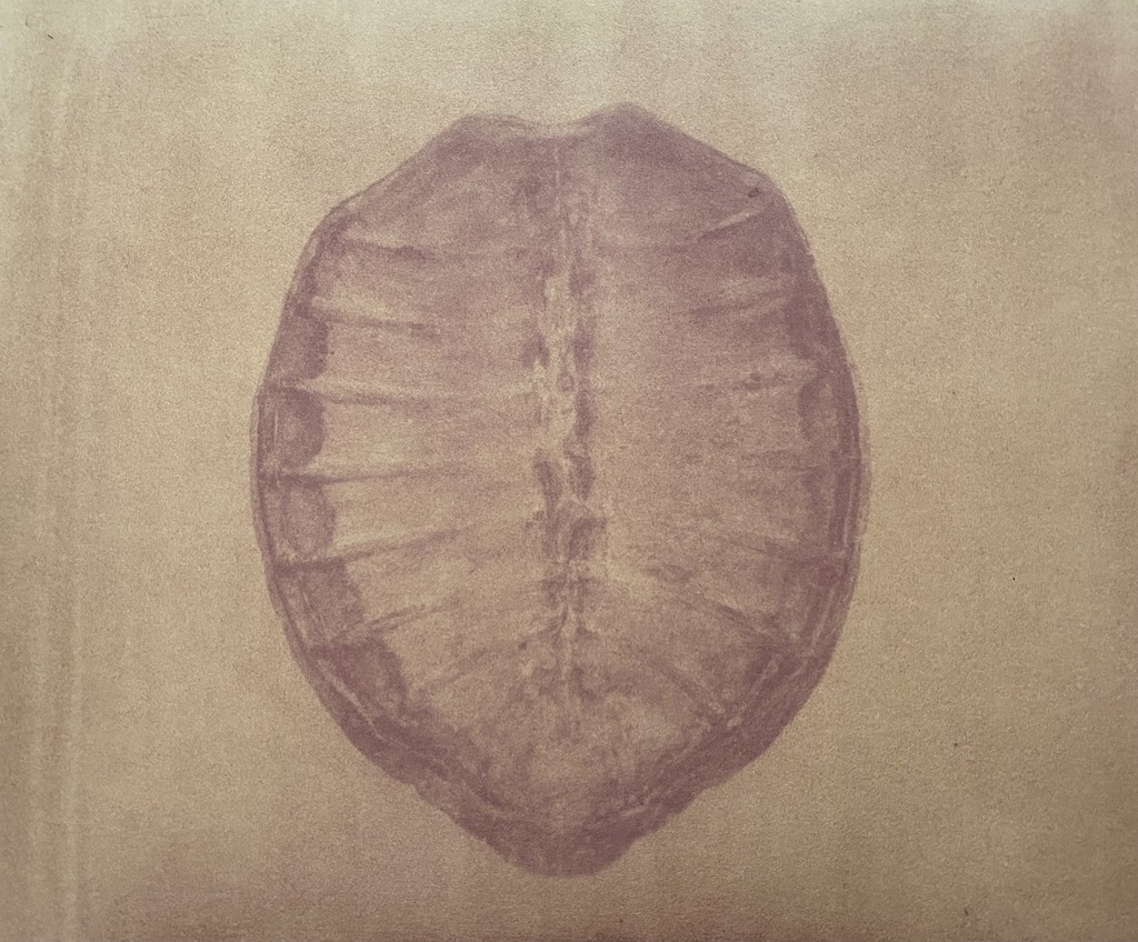 Figure 1 from a series of anthotype prints as homage to Tu’i Malila, a tortoise evoked by Phillip K. Dick
