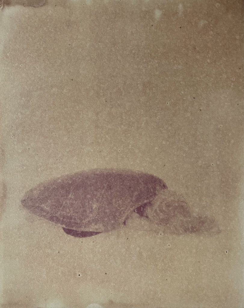 Figure 3 from a series of anthotype prints as homage to Tu’i Malila