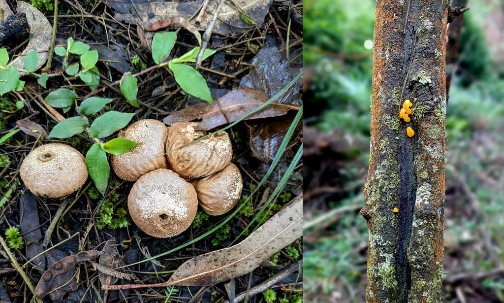 Mushrooms and fungi