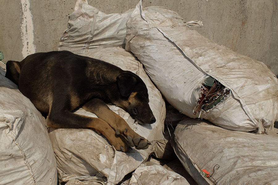 Stray dog rests on top of bags filled with e-waste