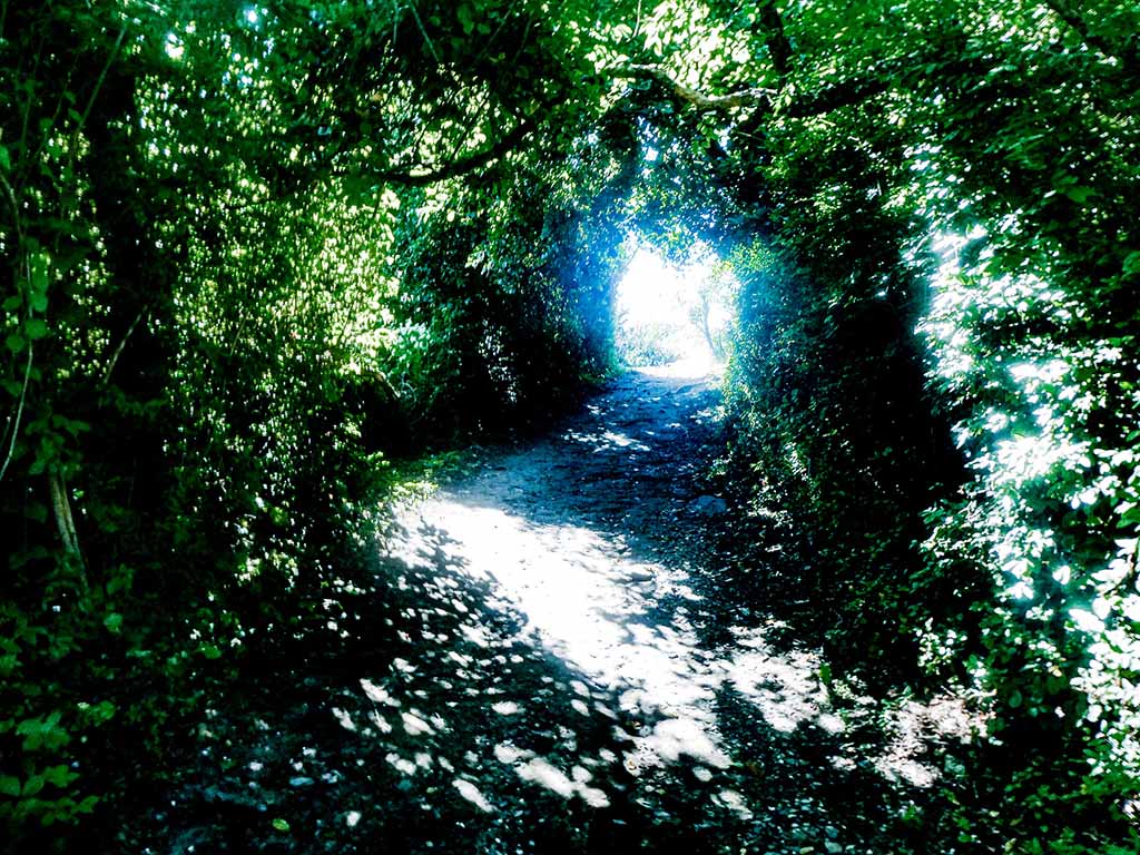 Sunlight filters through trees along a forest path