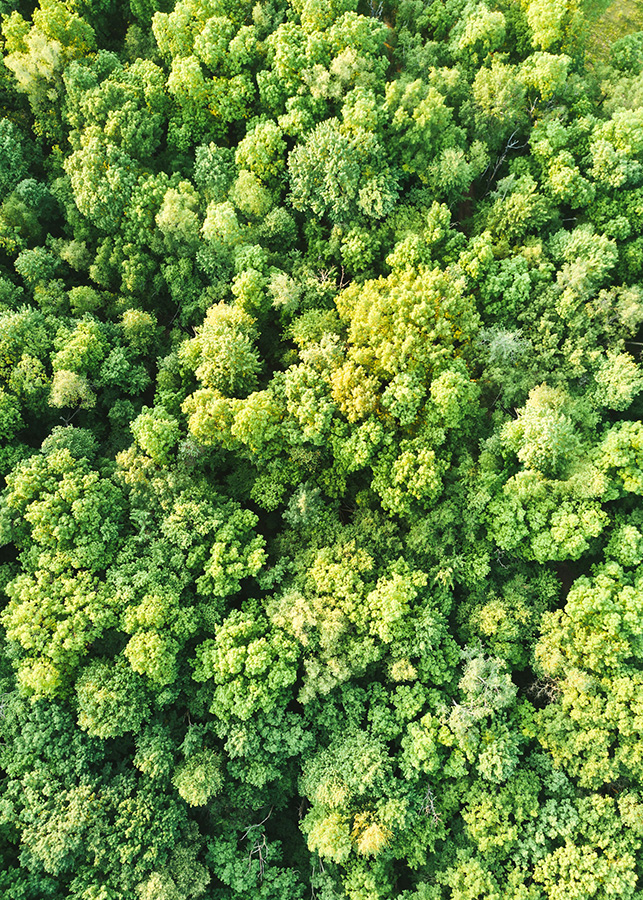 Aeriel view of dense green canopy