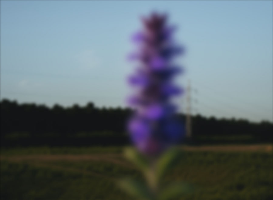 Purple flower over a line of trees and electricity pylons