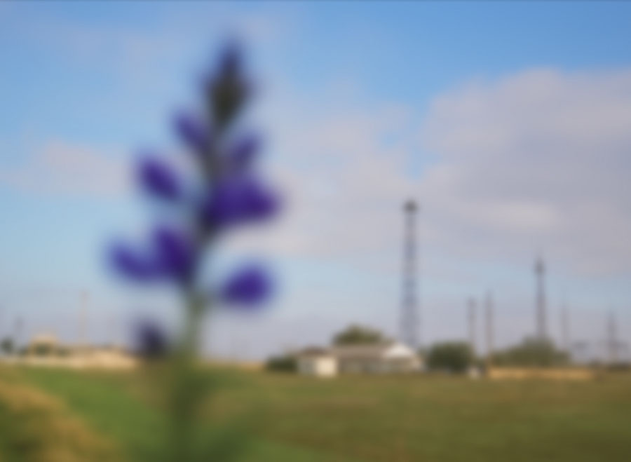 A heavily blurred purple flower points to the sky among electricity pylons in a field.