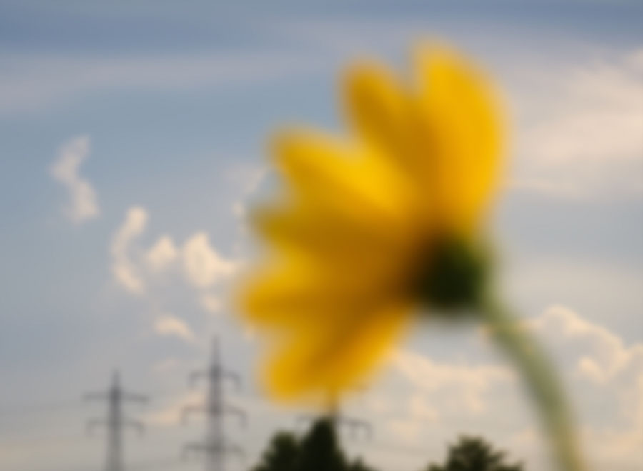 A heavily blurred yelllow-flower points to the sky in the background the tops of pylons and trees sit below the clouds